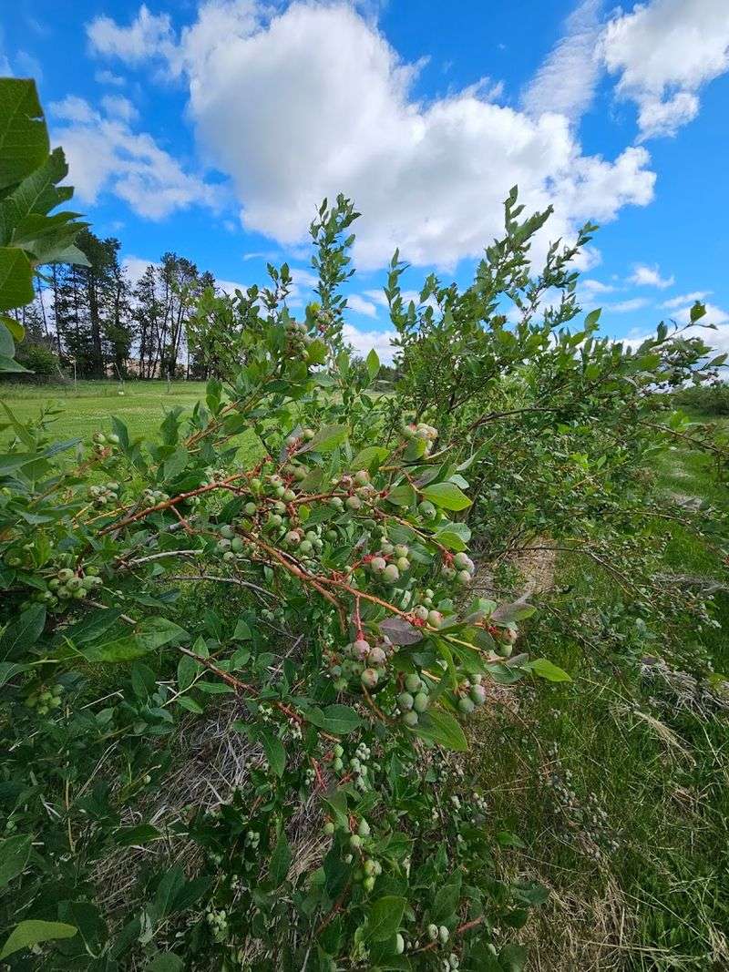 The Idaho Farm Where You Can Pick Blueberries For $4 A Pound - Decor Hint Fresh-Picked Blueberries Give The Farm Its Main Hook
