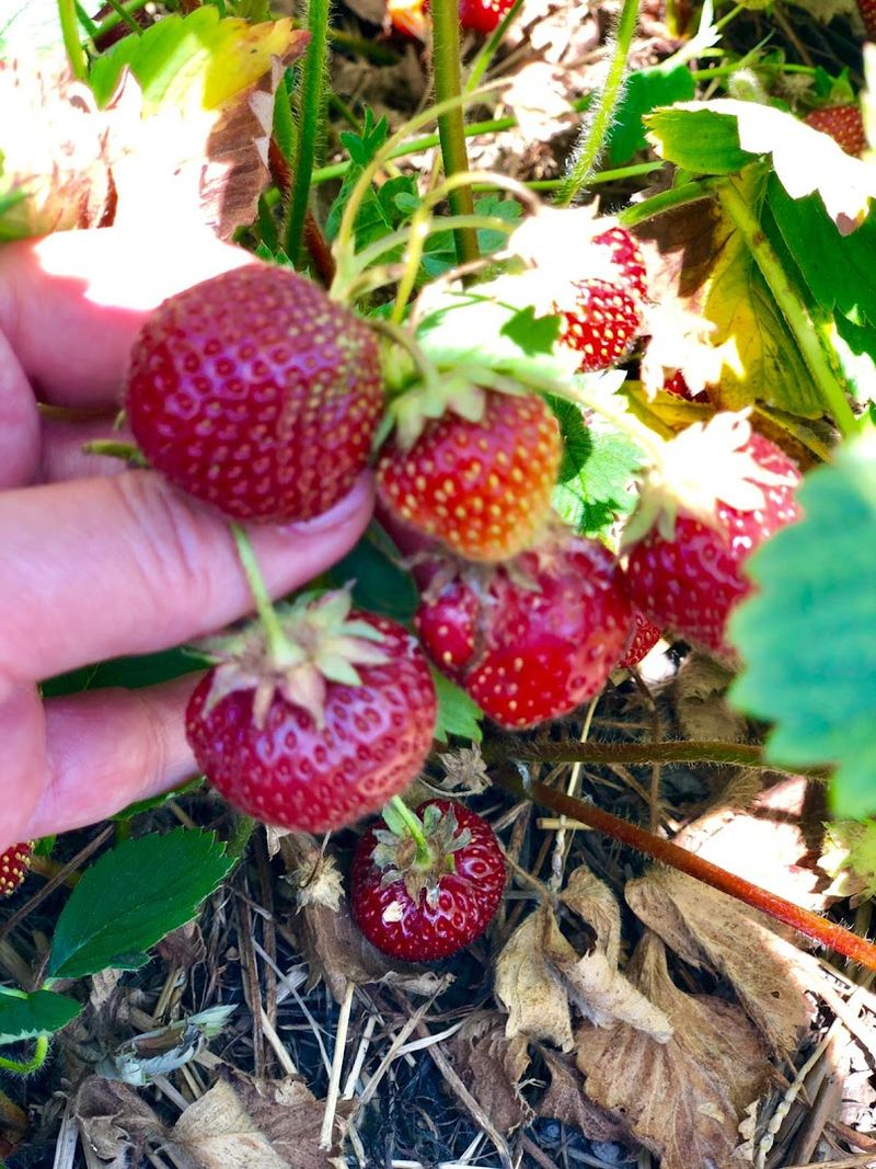 What Makes These Strawberries Taste Better Than Store-Bought