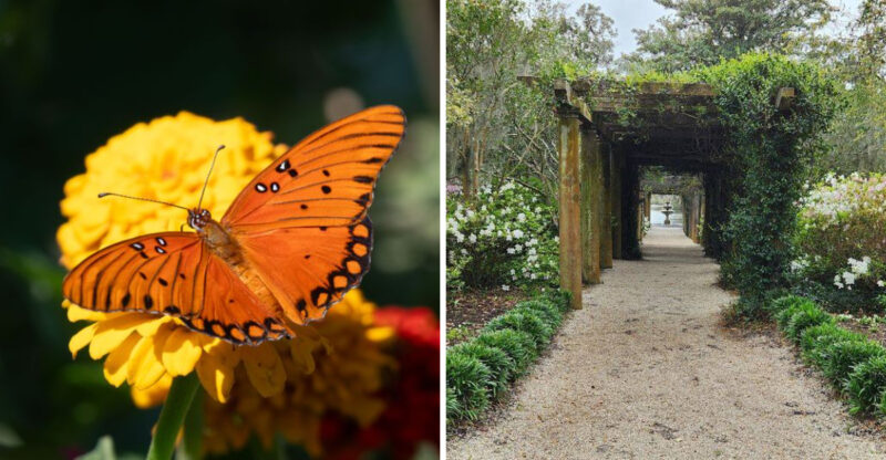 The 67-Acre North Carolina Coastal Garden Where You Can Walk Through A Fluttering Sanctuary Of Native Butterflies