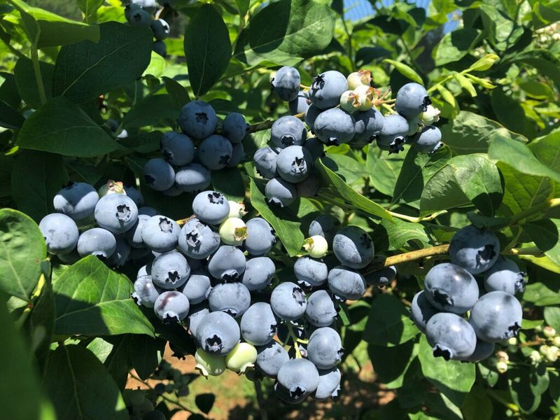 Gilson Farms