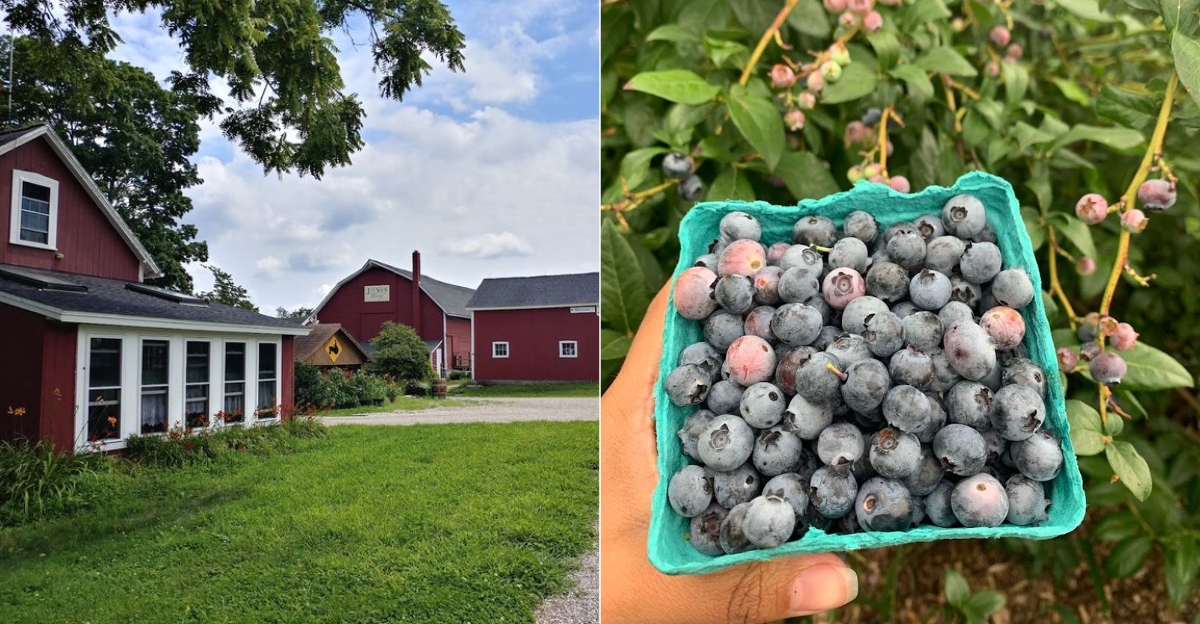 The 7 Connecticut Farms Where Blueberry Season Starts By The Basket - Decor Hint