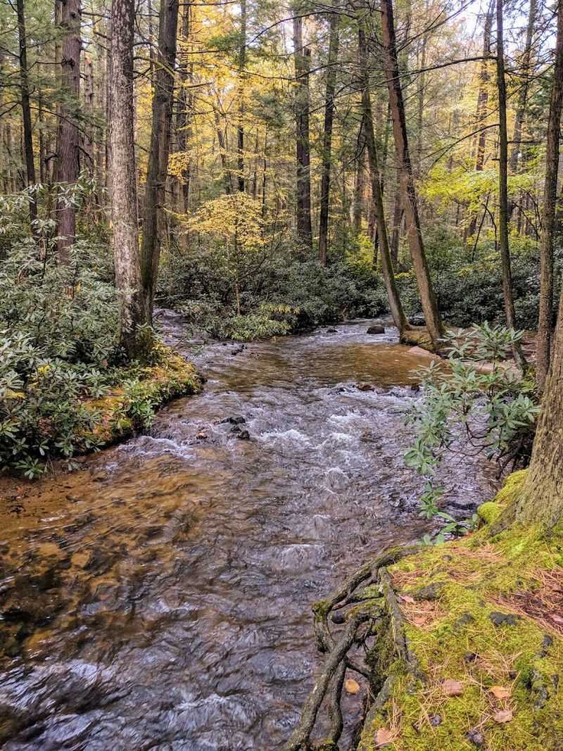 Stone Creek Running Through The Trail