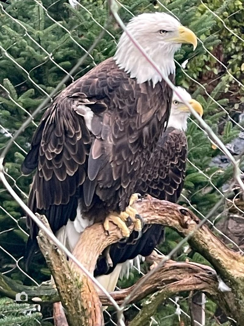 This Pennsylvania Zoo Keeps Winning Over Everyone Who Finds It - Decor Hint Hawk Walks And Hands-On Encounters