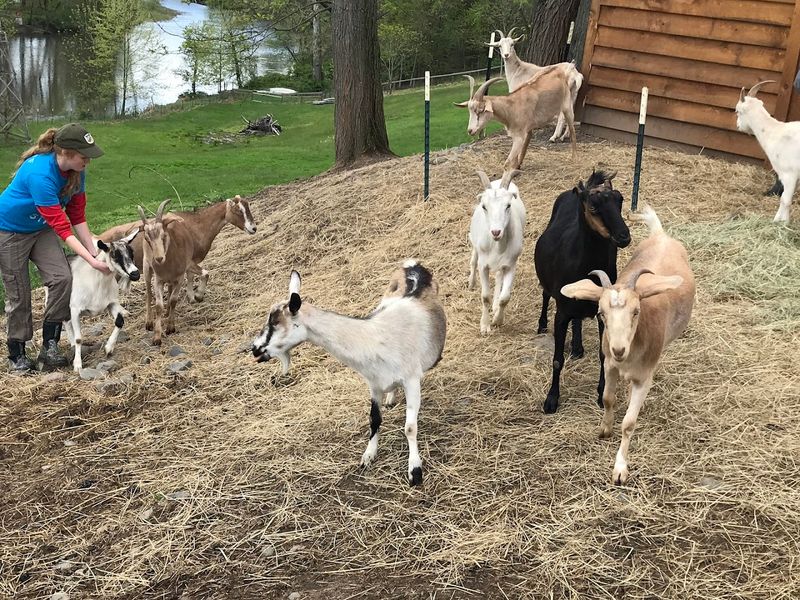 How The Sanctuary Rescue Process Works