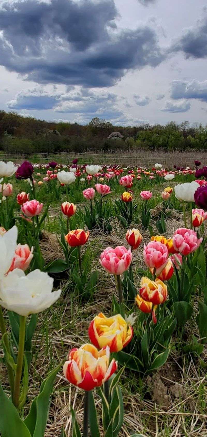 Cut Your Own Flowers Home