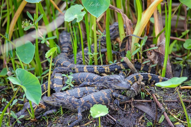Turtles, Fish, Reptiles, And Hidden Wildlife