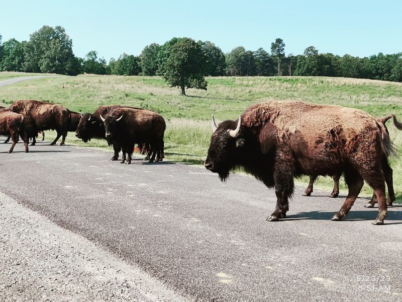Elk And Bison Prairie At Land Between The Lakes