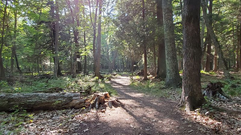 This Scenic 2-Mile Hike In Wisconsin Takes You Past Beautiful Caves And A Hidden Waterfall - Decor Hint Camping Under The Pines