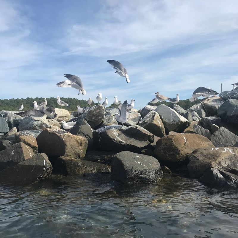 Birding Like You Mean It