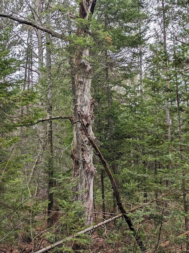Old-Growth Forest That Has Seen Everything