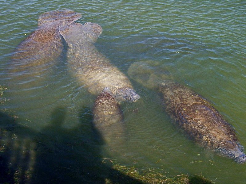 Wildlife You Might Encounter After Dark