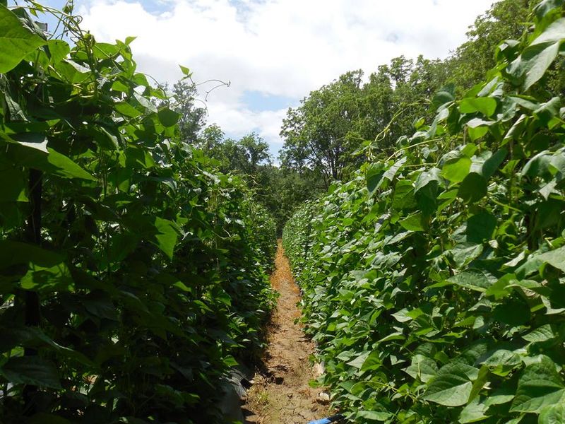 Fresh Produce Gives The Farm Stand Extra Pull