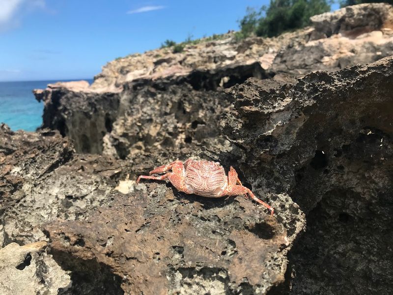 Wildlife You Might See