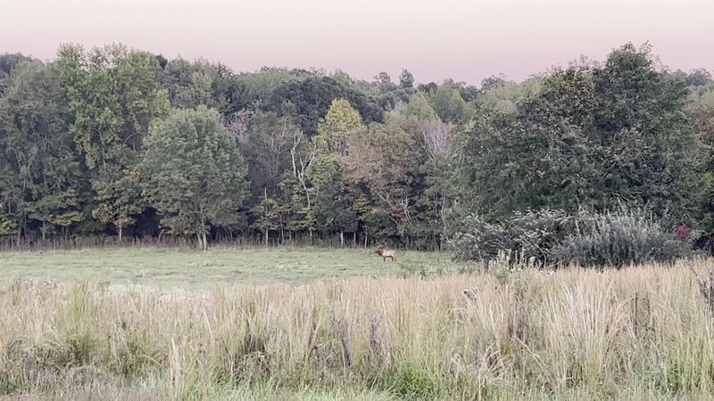 One Lost Kentucky Town Still Holds The Memories Of Long Forgotten Days - Decor Hint Wildlife Watching Along Kentucky Lake Shoreline