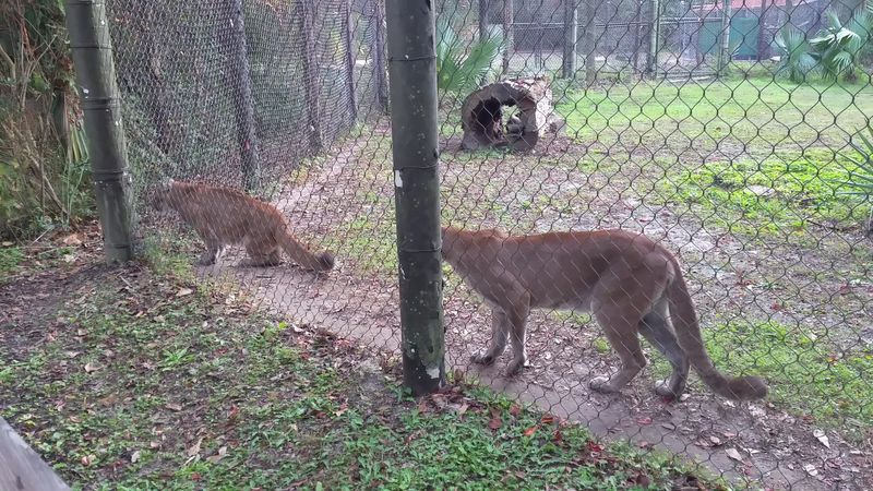 The Natural Habitat Zoo That Feels Nothing Like A Zoo