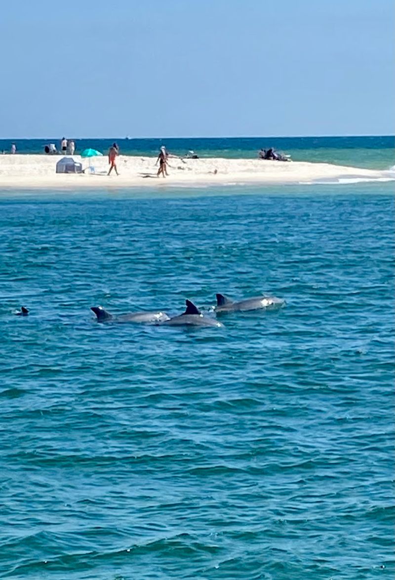 Dolphin Spotting Along The Beautiful Gulf Coast Waters