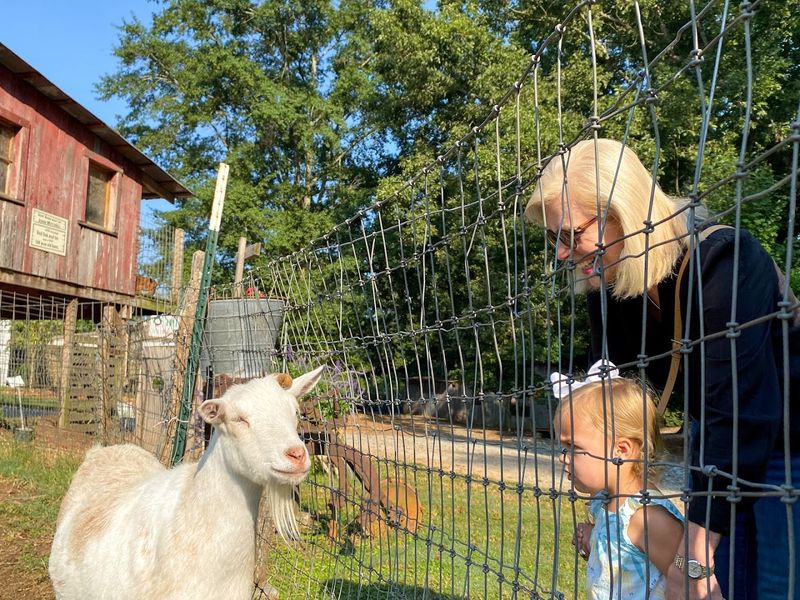 Petting Zoo Animals That Delight Kids And Adults Equally