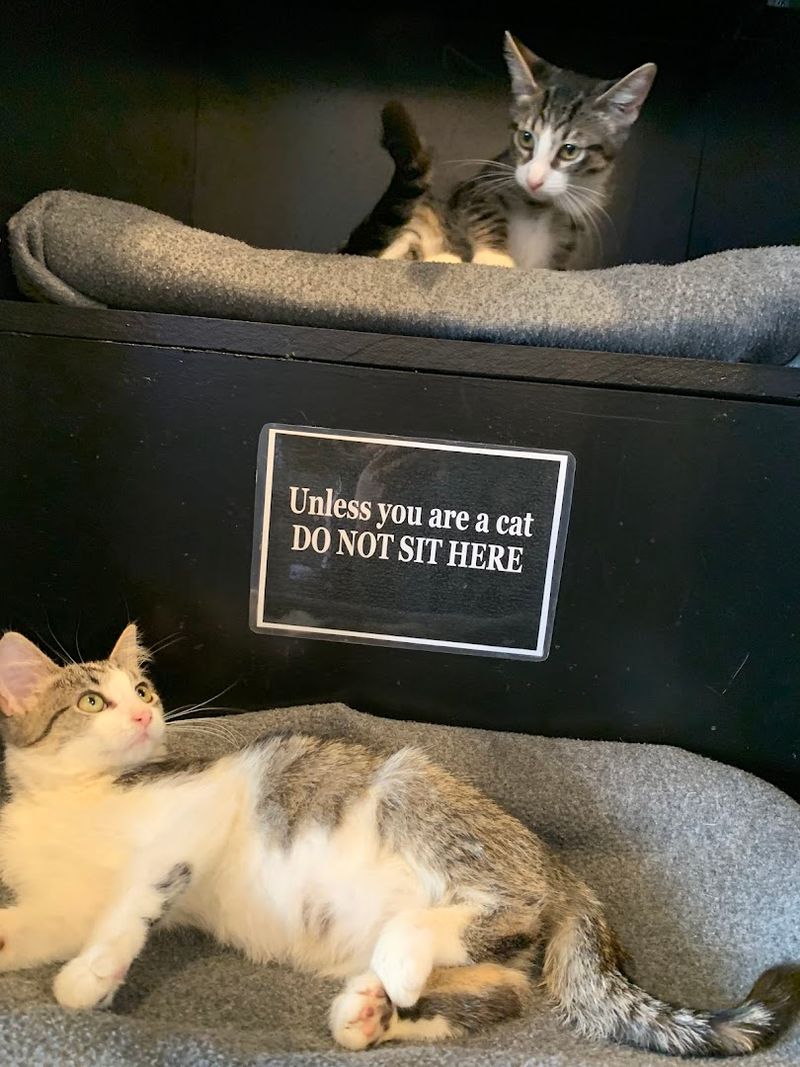 What The Cat Lounge Feels Like