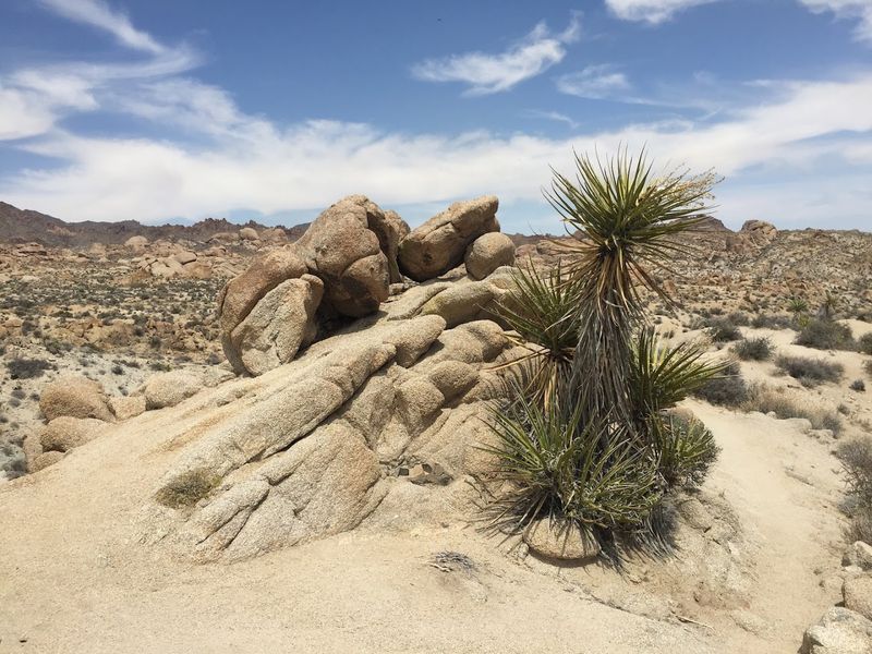 Cottonwood Spring Adds A Historic Oasis Walk Nearby