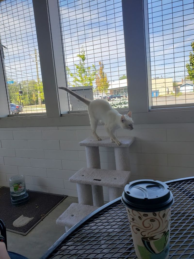 Cat Cafe, Kokomo Humane Society