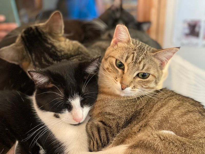 Why Cat Cafés Are Good For Your Mental Health