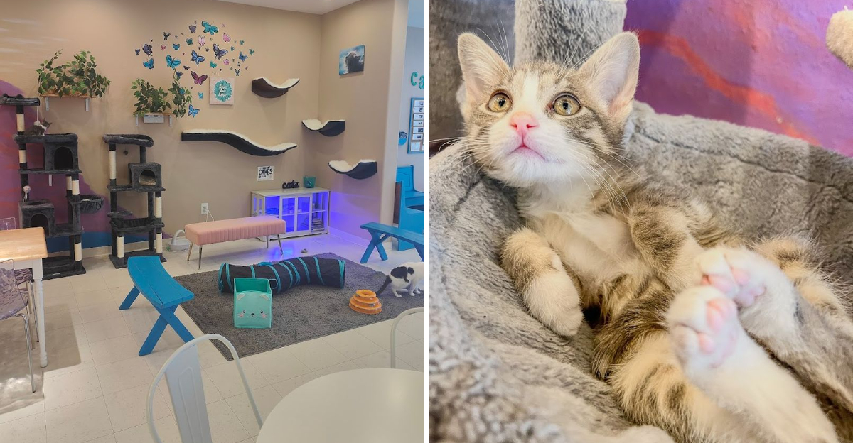 The Charming Cat Cafe In New Mexico Where Coffee And Kittens Make Every Visit Unforgettable - Decor Hint