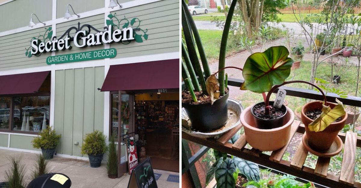 The Charming Louisville Kentucky Garden Shop That Feels Like A Secret Greenhouse - Decor Hint