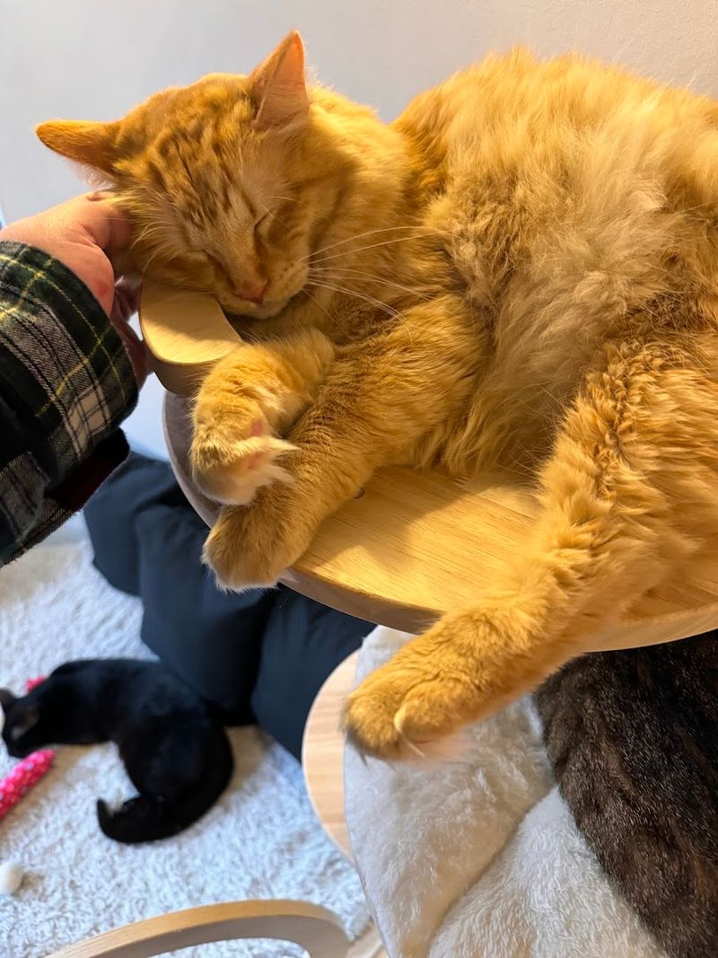 There Are Cats Up For Adoption