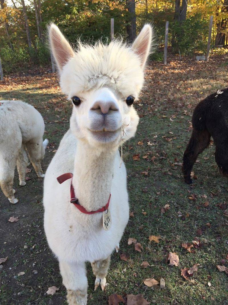 Fluffy Alpacas Steal The Show