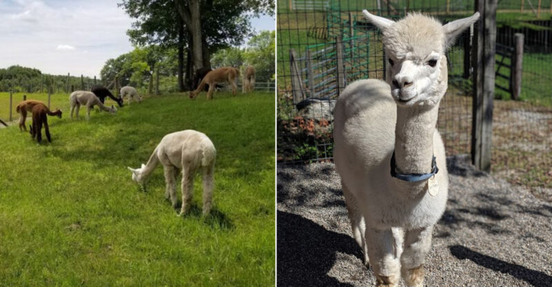 The Connecticut Farm Where Fluffy Alpacas Are The Main Event