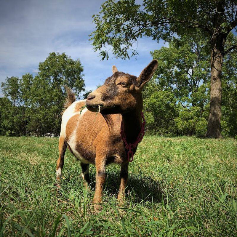 Meet The Goats First