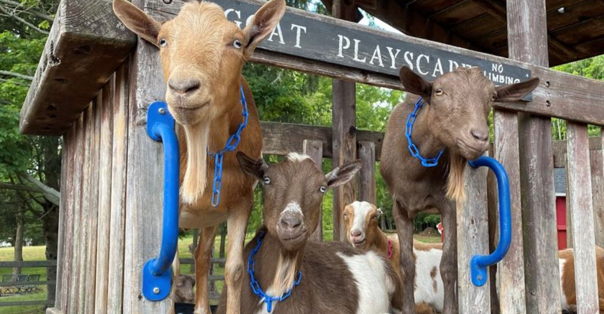 The Connecticut Goat Farm That Turns A Simple Afternoon Into Something Memorable - Decor Hint