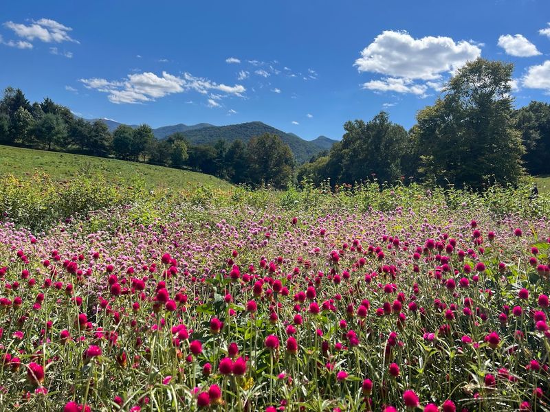 This North Carolina Flower Farm Has Dahlia Rows That Look Almost Too Pretty To Pick - Decor Hint Blue Ridge Views Make The Rows Look Even Prettier