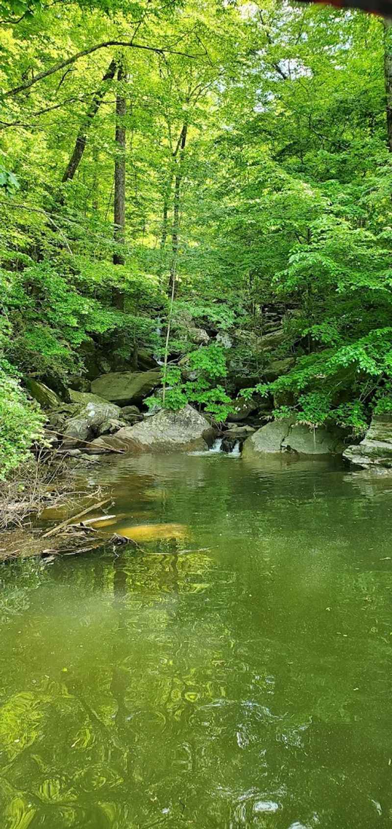 Bankhead National Forest sits to the right