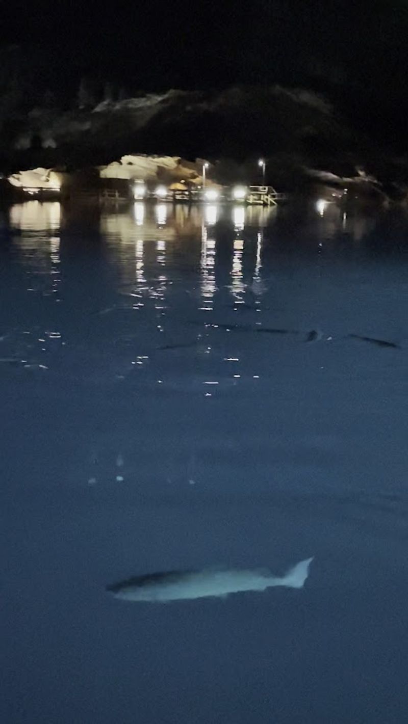 The Rainbow Trout And Blind Cave Fish