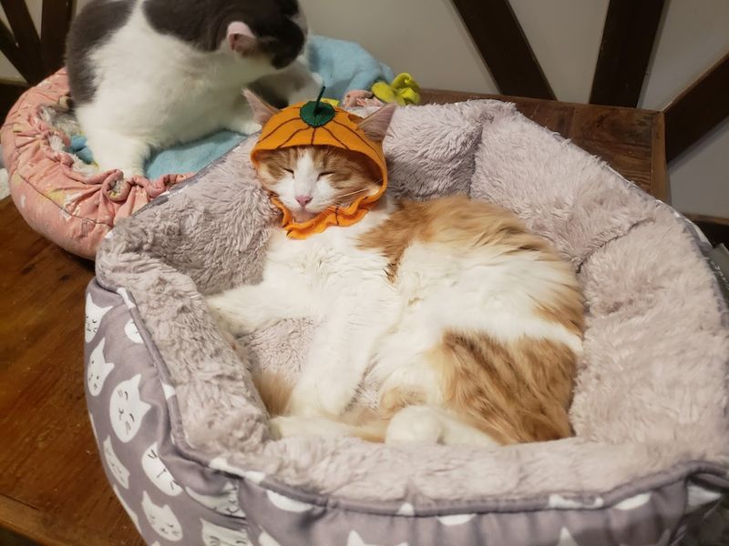 This Washington Cat Café Lets You Sip Something Cozy While Rescue Cats Steal Your Heart - Decor Hint Meet The Rescue Cats Up Close