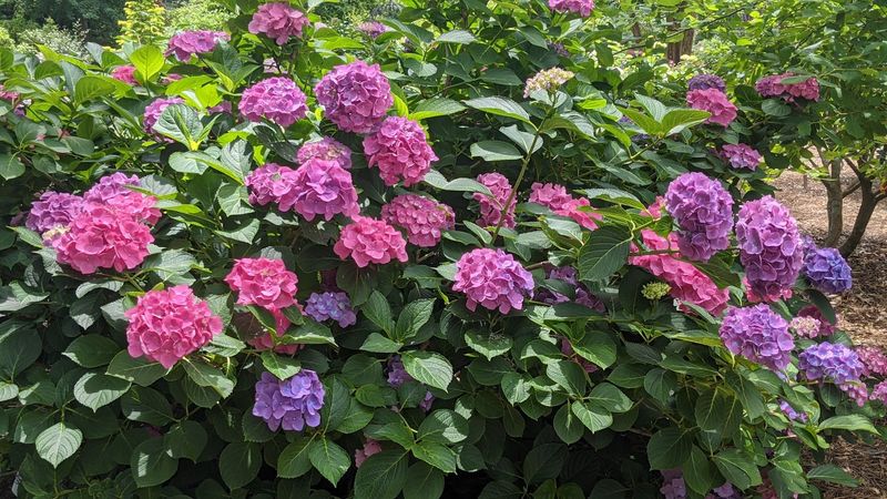 North Carolina's Most Beautiful Hydrangea Gardens Are Blooming Right Now - Decor Hint New Hanover County Arboretum