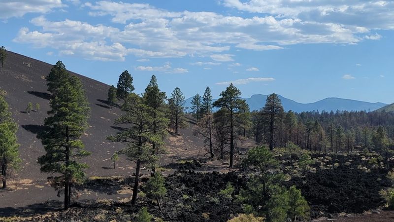 Wildlife And Vegetation Slowly Reclaiming The Volcanic Landscape