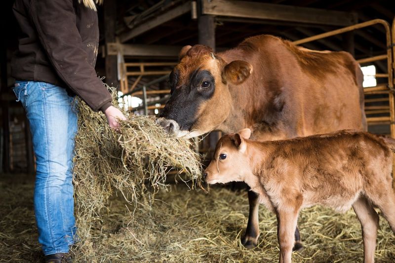 This Unassuming Kentucky Farm Is Quietly Leading A Revolution In American Agriculture - Decor Hint Fresh Dairy Products Including Unhomogenized Milk