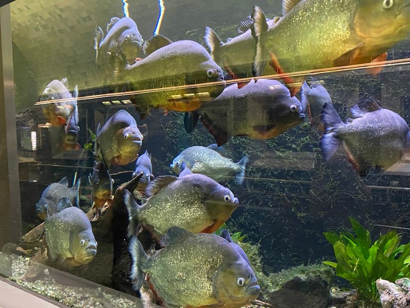 The Invasive Species And Great Lakes Exhibit