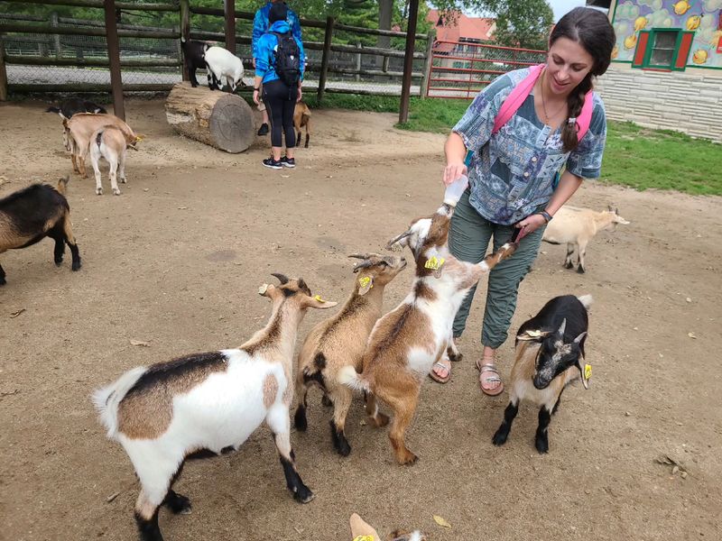 Getting Hands-On With Baby Goats