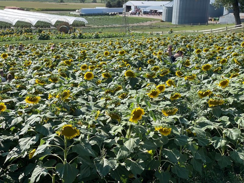 The Sunflower Fields Overlook The Elkhorn River Bottom