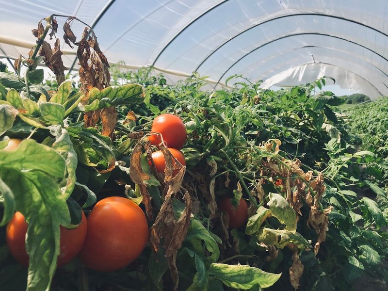 Pick Your Own Fresh Strawberries At A Charming Nebraska Farm This June - Decor Hint The U-Pick Garden Expands The Farm Experience