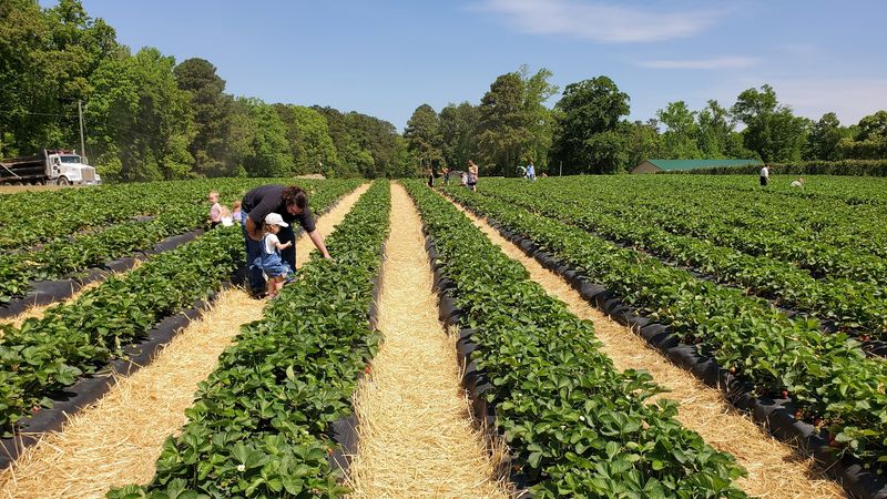 This North Carolina Farm Turns Summer Blackberry Picking Into A Sweet Little Adventure - Decor Hint Kids Can Turn Berry Hunting Into A Game