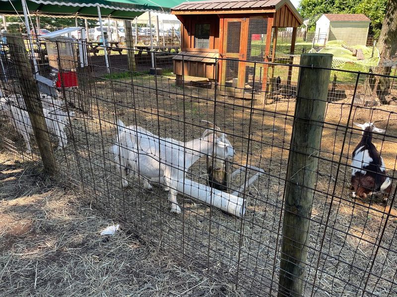 Animals, Playground, And Open Space