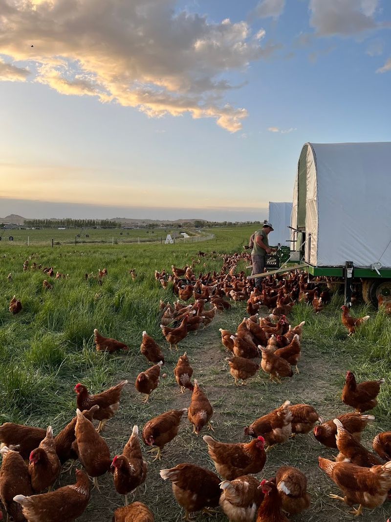 Chickens, Eggs, And Open Pasture Give The Day Its Sweetest Pull