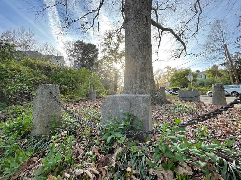 There Is An Ancient Tree In Georgia That Legally Owns Itself And The Ground Around It - Decor Hint Son Of The Original: A Living Legacy