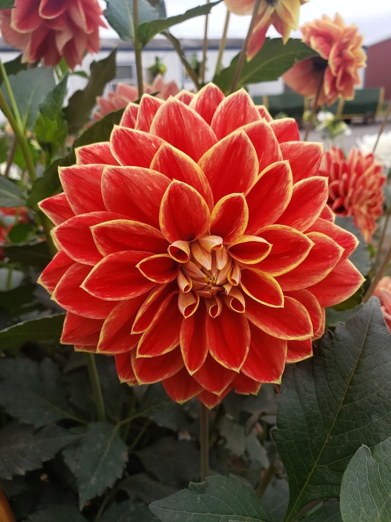 700 Dahlias Woven Throughout The Fields Add Extra Color