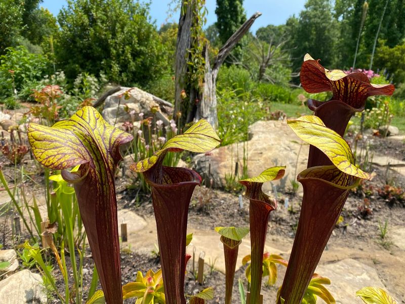 You Start Spotting Plants That Look Almost Unreal