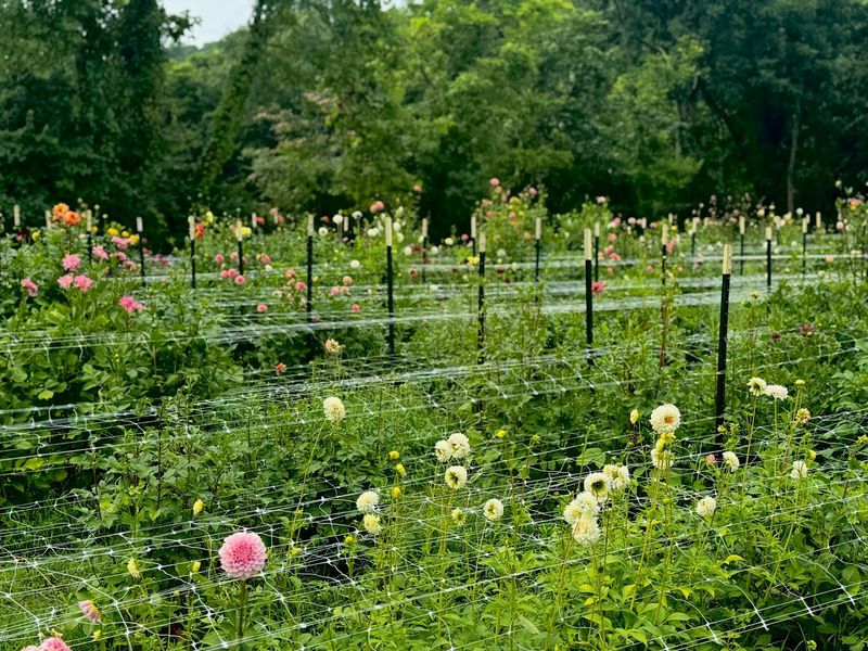 Nash Creek Farm
